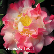 Nuccio's Jewel