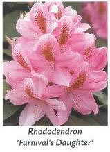 Rododendro