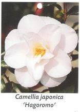 camellia_japonica